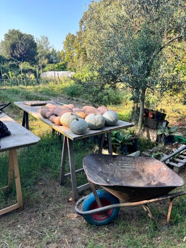 Farm table with pumpkin squash, and wheelbarrow in front of crop field. 