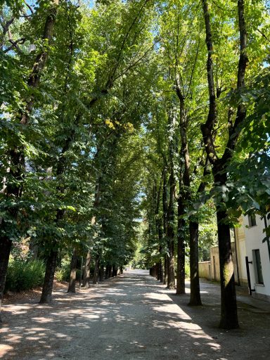 Vertical image of shaded pathway with Poplar trees in afternoon sun.